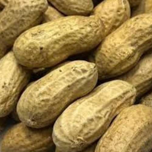 Inshell Normal Peanuts / Golden Colour