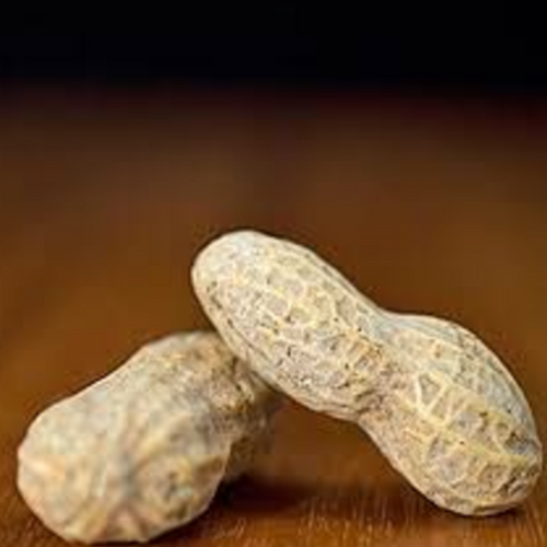Inshell Normal Peanuts / Golden Colour