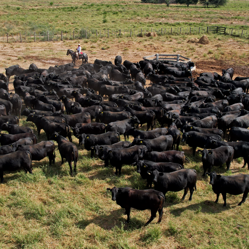 Beef of Paraguay