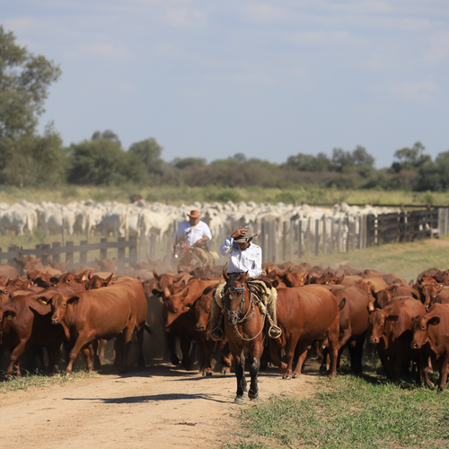 Beef of Paraguay