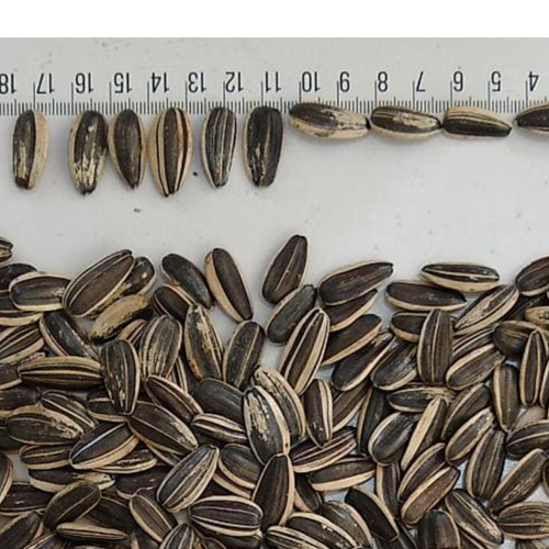 Inshell Sunflower