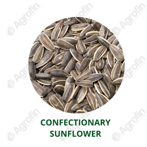 Confectionary Sunflower