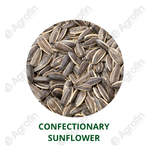 Confectionary Sunflower
