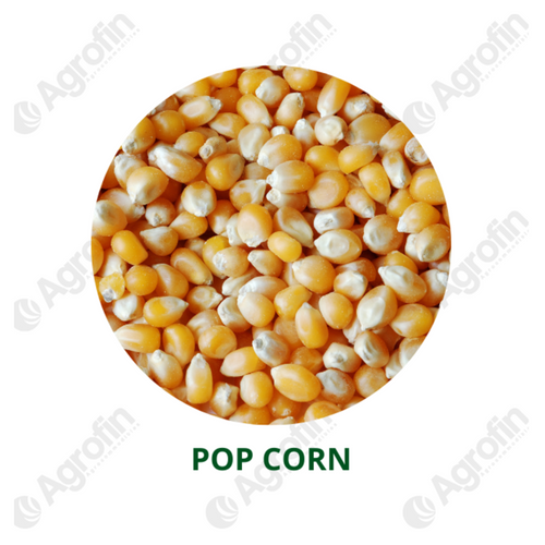 Popcorn