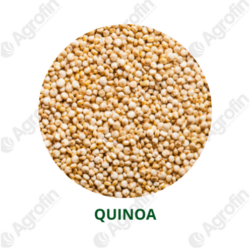 Quinoa