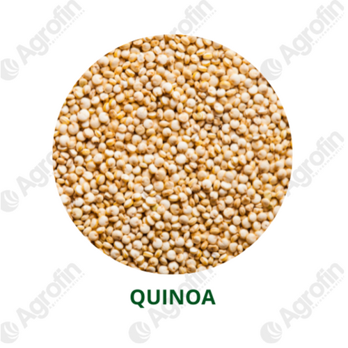Quinoa