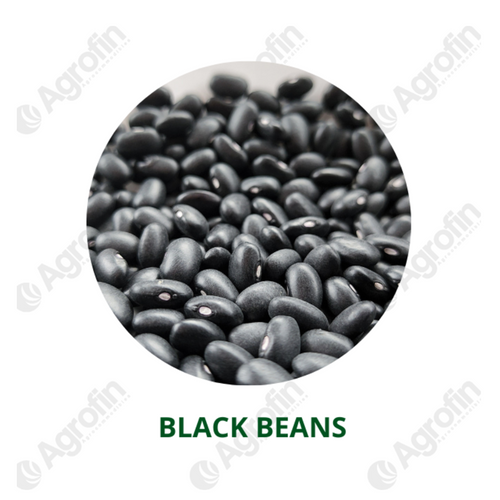 Black Beans