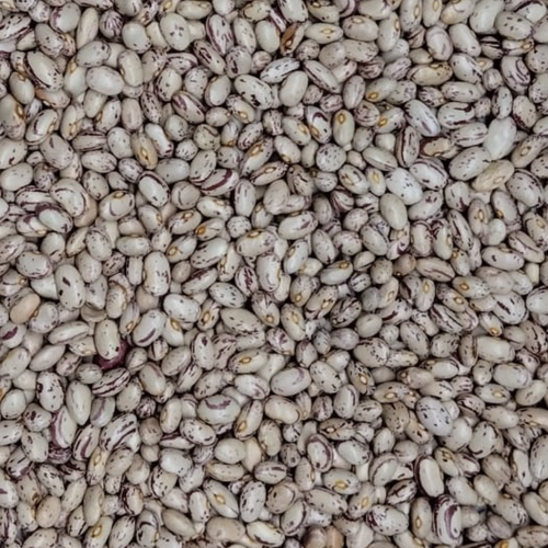CRANBERRY BEANS