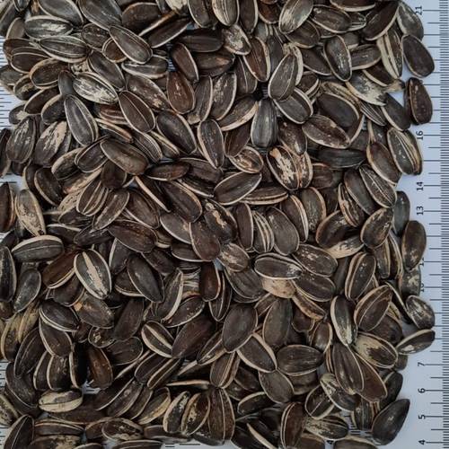 CONFECTIONARY SUNFLOWERSEEDS IN SHELL