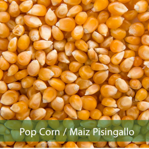POP CORN
