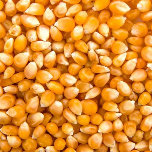 POPCORN