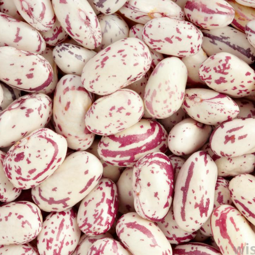 CRANBERRY BEANS