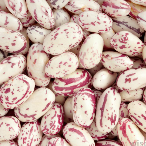 CRANBERRY BEANS