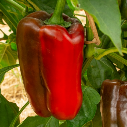 CANNED PEPPERS