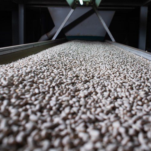 ALUBIA BEANS