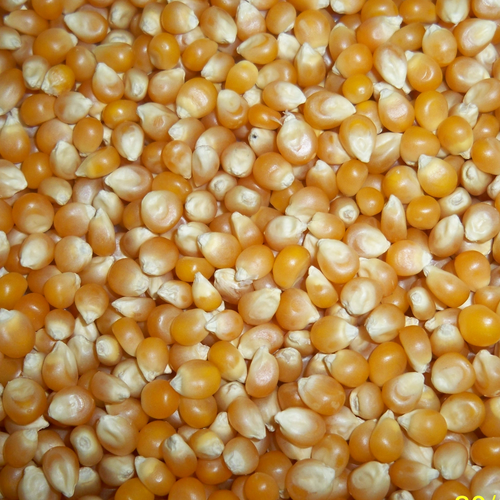 Popcorn