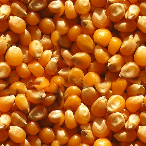 Pop Corn
