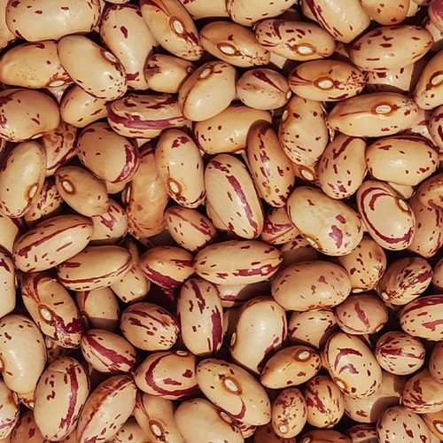 Cranberry Beans