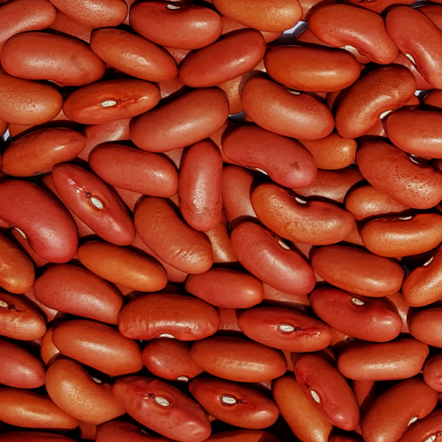 Light Red Kidney Beans