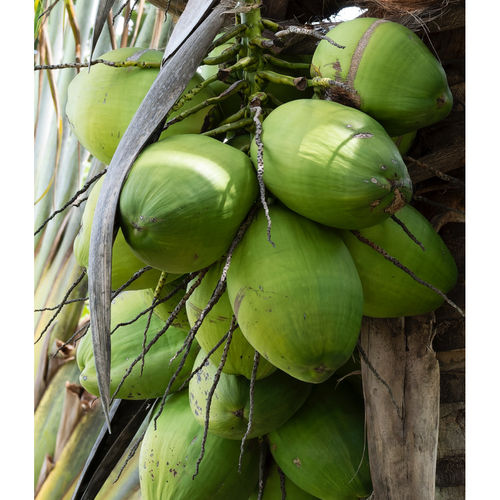 Aromatic Coconut Meat