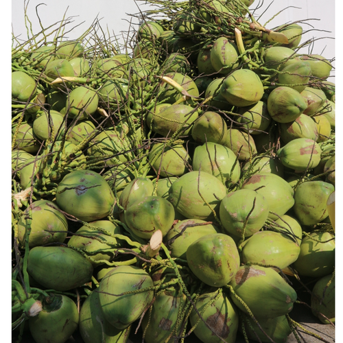 Aromatic Coconut Meat