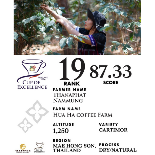 Specialty Thailand Single-Origin Coffee (winning lot of the Cup of Excellence Thailand 2024)