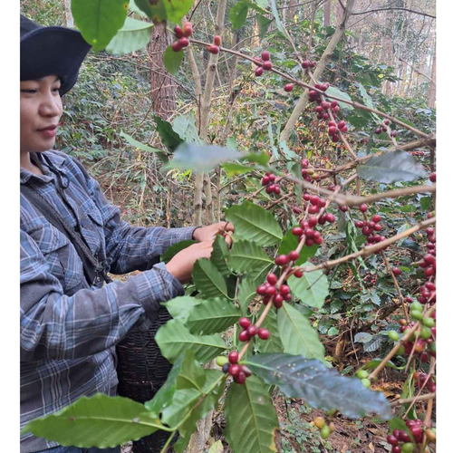 Specialty Thailand Single-Origin Coffee (winning lot of the Cup of Excellence Thailand 2024)