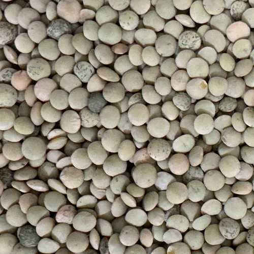 Lentils