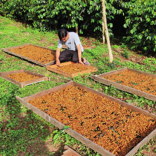 The White Coffee Blend