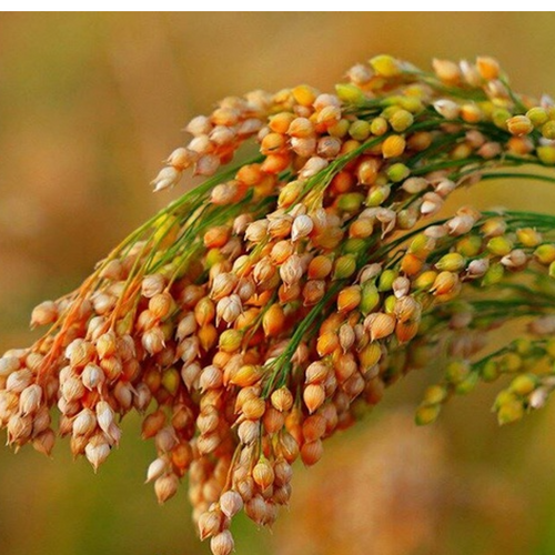 Millet