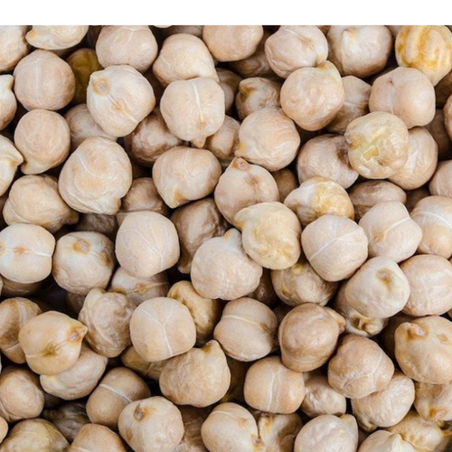 Chickpea