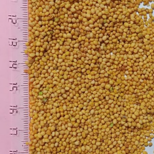 Mustard