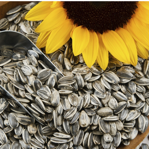 Sunflower oil