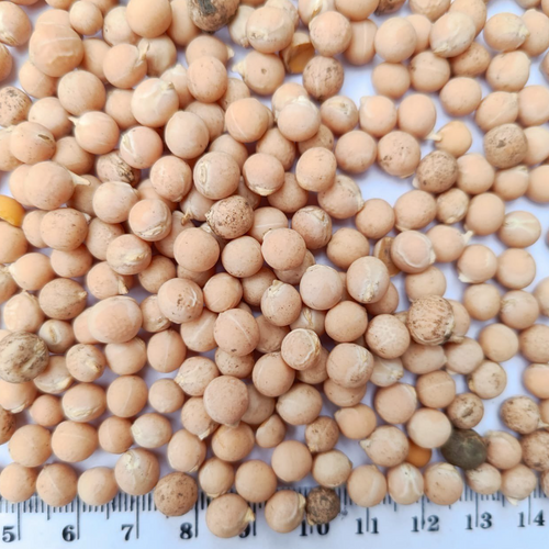 Chickpeas