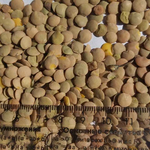 Lentils