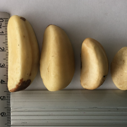 NUTS
