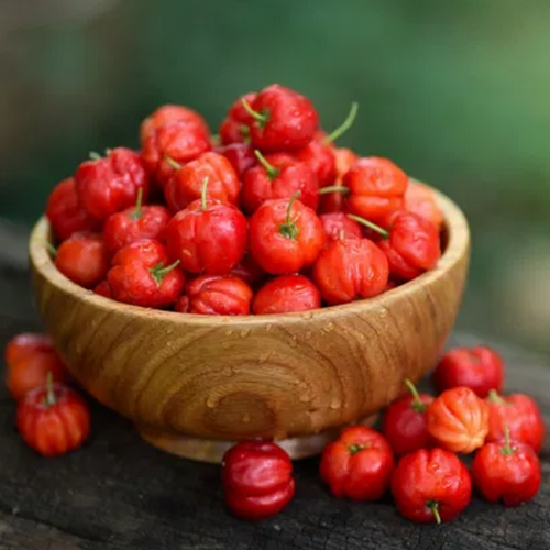 Acerola - Juice Powder