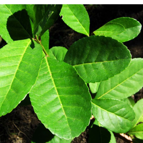 Yerba Mate - Dry Extract