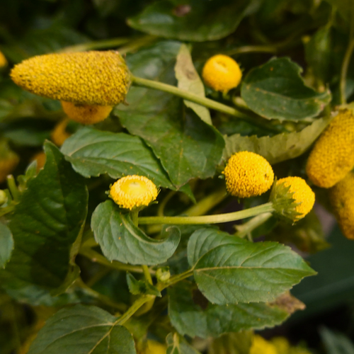 Jambu - Concentrated Extract