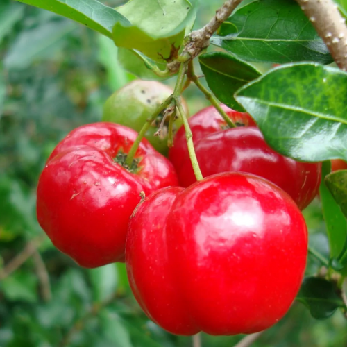 Acerola - Juice Powder