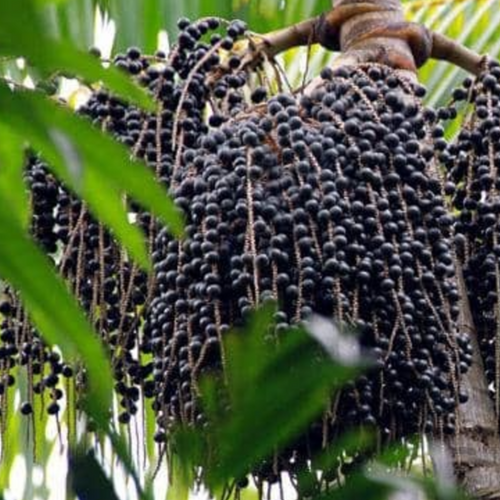 Açai - Dry Extract & Juice Powder