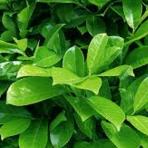 Yerba Mate - Dry Extract