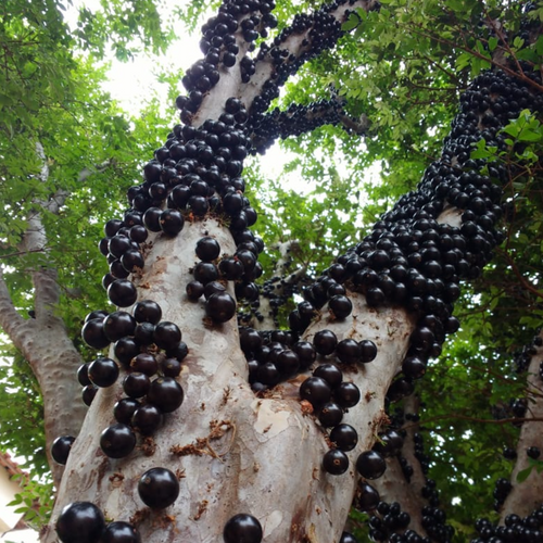 Jabuticaba - Juice Powder