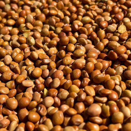 PIGEON PEAS