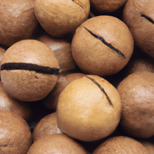 IN-SHELL MACADAMIA NUTS