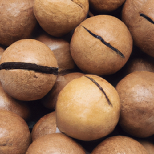 IN-SHELL MACADAMIA NUTS