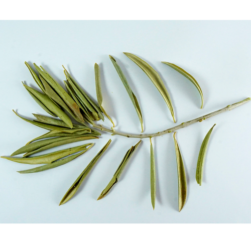Olive Leaves