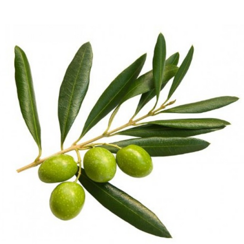 Olive Leaves