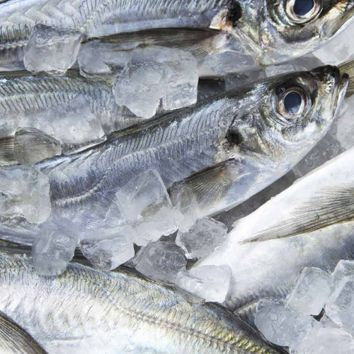 Sardines & Maquereaux