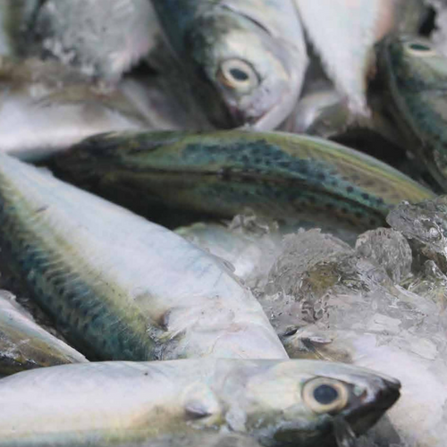 Sardines & Maquereaux